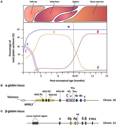 A Small Key for a Heavy Door: Genetic Therapies for the Treatment of Hemoglobinopathies